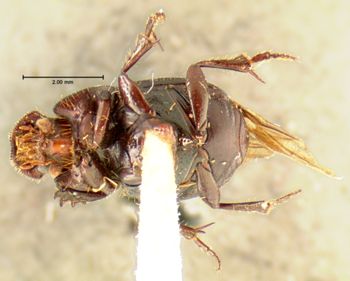 Media type: image;   Entomology 35367 Aspect: habitus ventral view